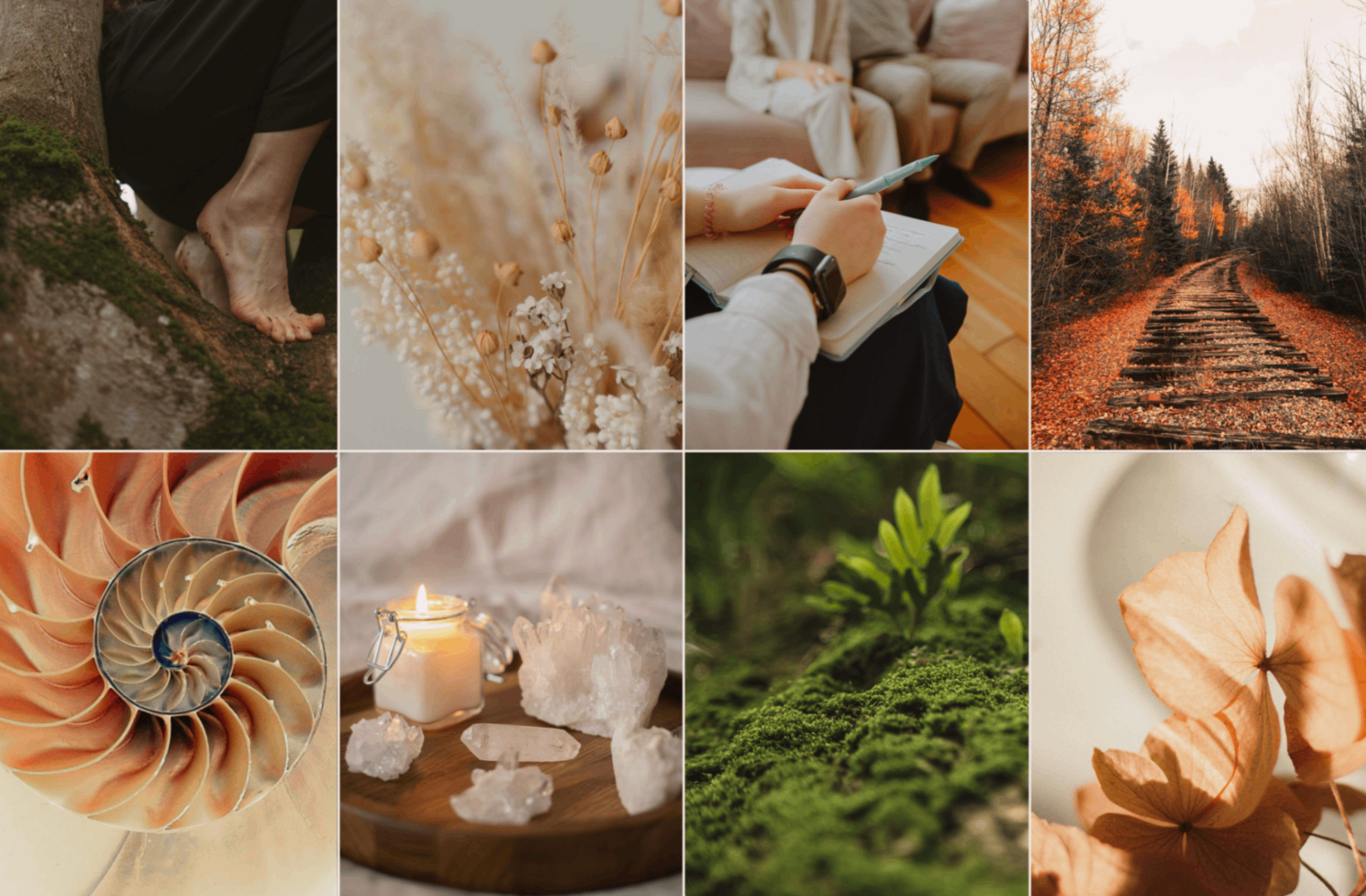 Collage of various nature-themed images including a nautilus shell, candles, and leaves.